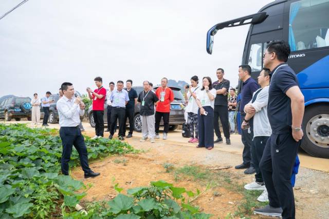 采购商们走进广西金穗农业集团有限公司南瓜种植基地。