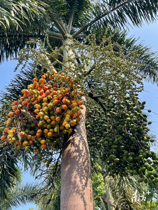 广垦（茂名）国家热带农业公园。