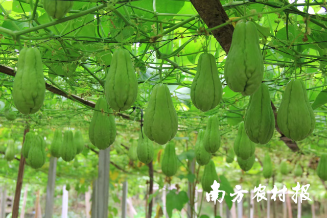 黄磜镇佛手瓜。