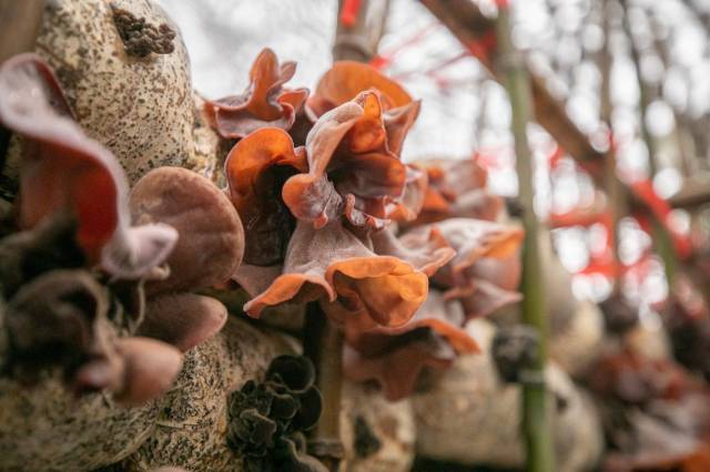 采购商们走进食用菌恒温恒湿的培育车间观看细密菌丝的菌包。