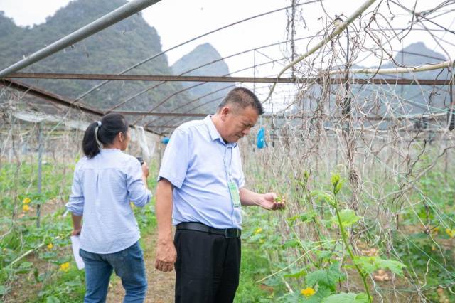 采购商查看藤瓜长势。