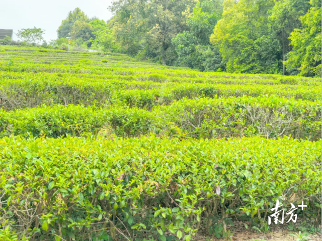 图源：信宜发布