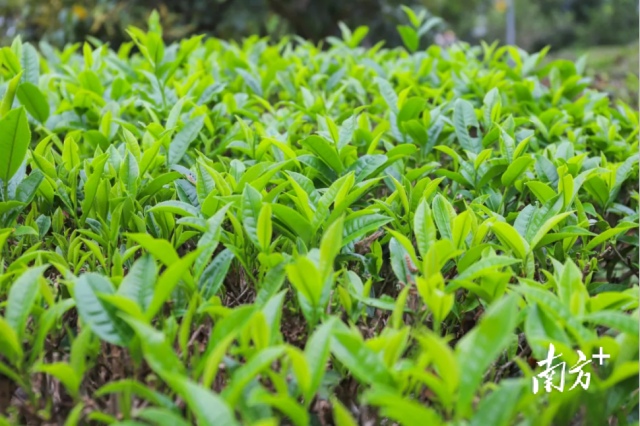 图源：信宜发布