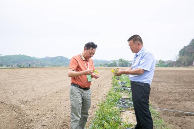 采购商察看蔬菜生长情况。