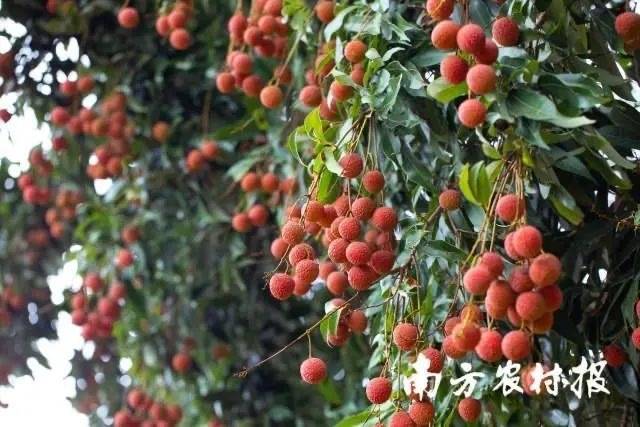 2024广东知识产权“十大事件”揭晓 在茂名根子镇试点的这一项目入选