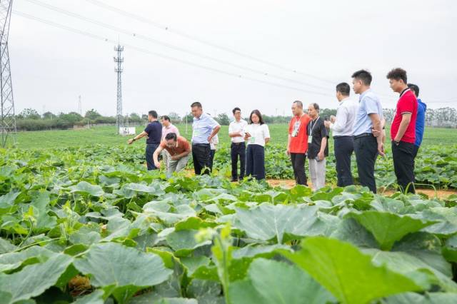 采购商们了解南瓜生长情况。