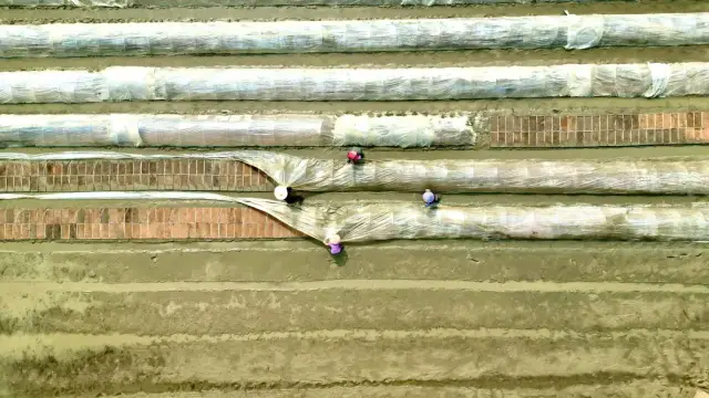 农户为秧苗盖上薄膜保暖。肇庆市融媒体中心记者 杨永新 摄