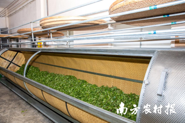 凤凰单丛茶加工车间。吴秒衡摄