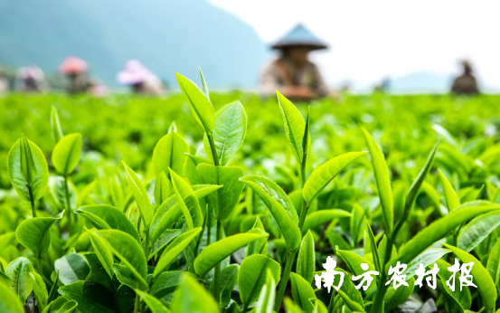 英德紅茶