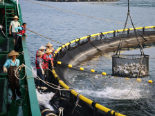 向海图强！“百千万工程”引领茂名滨海新区现代渔业驶向深蓝