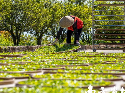 潮州市委书记：让乡村环境整治更贴合村民生活实际丨市委书记抓乡村振兴2025年度盘点
