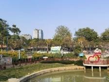 番禺东沙村：古树变网红，村企齐搭台｜广州百村观察