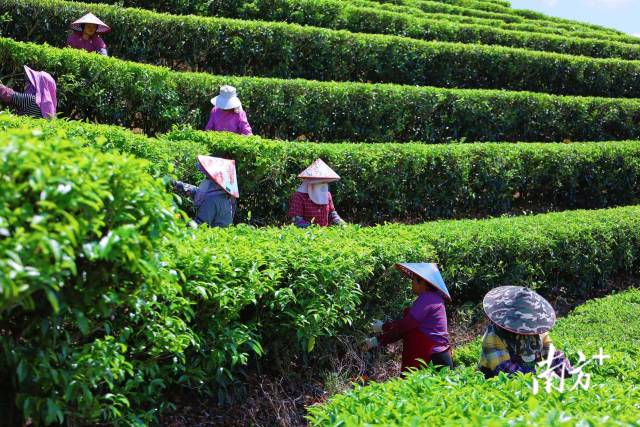 饶平县浮滨镇坪溪茶园里春茶采摘现场。许培林摄