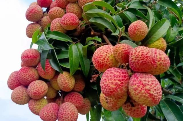 华南农业大学早巨荔1号（仙桃荔）