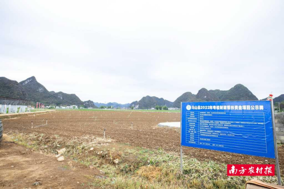 马山县广西菜根谱农业科技开发有限责任公司蔬菜基地的“菜心”和“芥兰”顺利通过“圳品”认证。