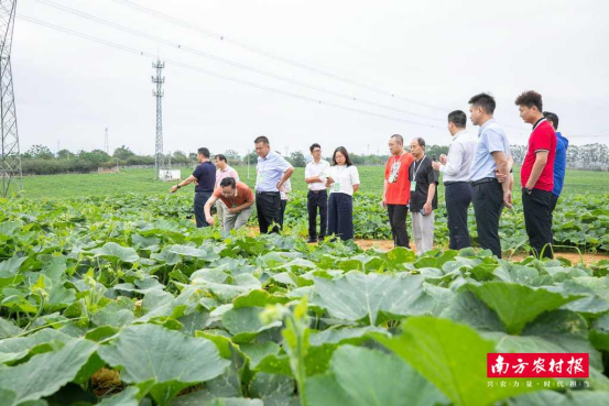广西金穗农业集团有限公司南瓜种植基地。