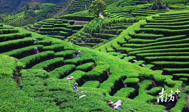 饶平县浮滨镇坪溪茶园里春茶采摘现场。许培林摄