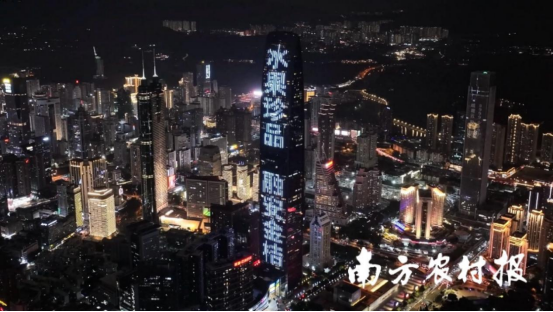 融安金桔点亮深圳地标京基100。