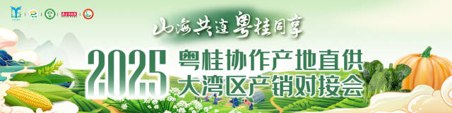 “桂菜”获盛赞！湾区采购商走进广西蔬菜产地，助力粤桂协作纵深迈进