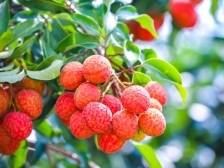 遂溪乌塘仙品荔进广州，掀起定制旋风