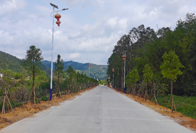 紫金县上义镇过境路两旁新种植的苗木扮靓乡村   肖斌 摄