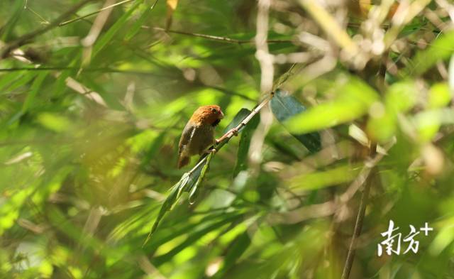 在广东连山笔架山省级自然保护区发现的珍稀鸟类短尾鸦雀，神似“愤怒的小鸟”。通讯员供图