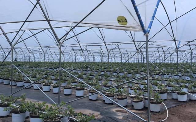 在梅州腾夏农业科技有限公司智慧果蔬产业基地，首期面积达120亩的数字化智慧特色农业（蓝莓）科普示范园，蓝莓苗正茁壮成长，预计亩产值不低于10万元。下来，驻大柘镇帮扶工作队将为其打通市场销售渠道，借助广金期货等金融力量赋能产业发展