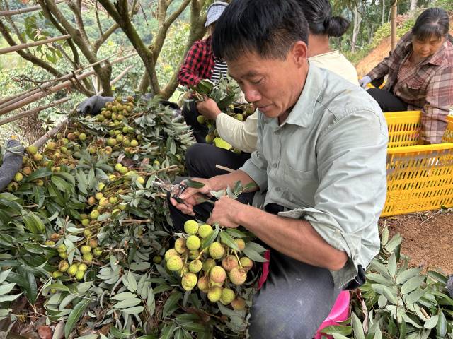 茂名市高州市长坡镇石龙村的“三月红”荔枝采收现场。