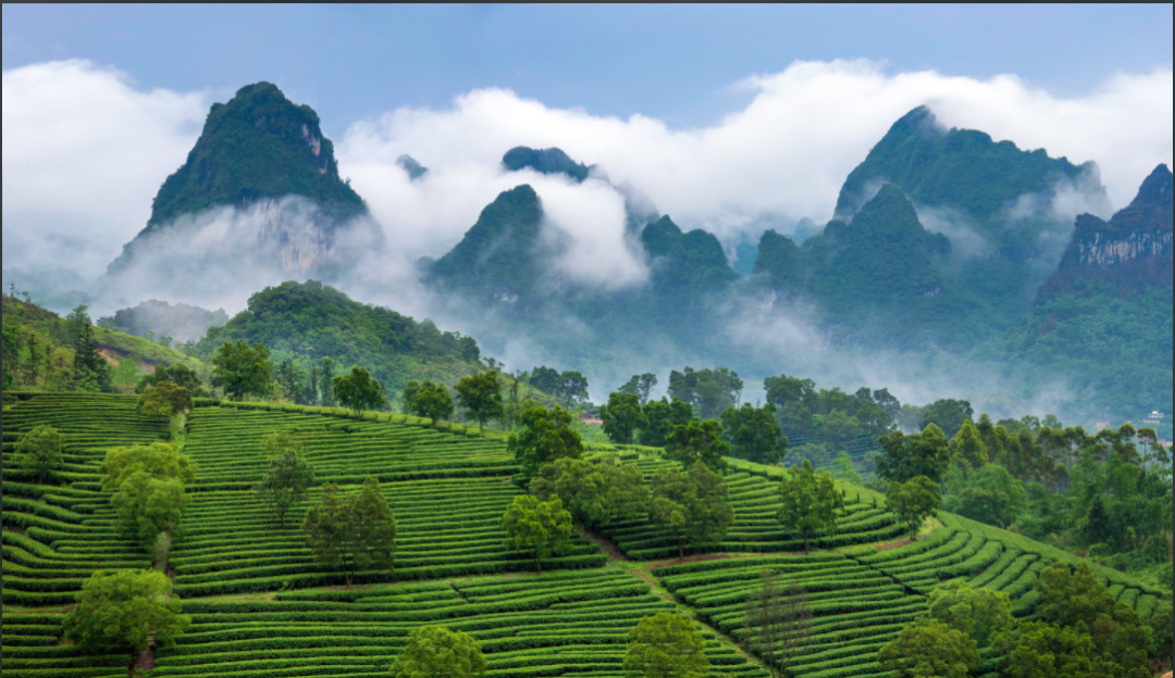 秀美英德茶园