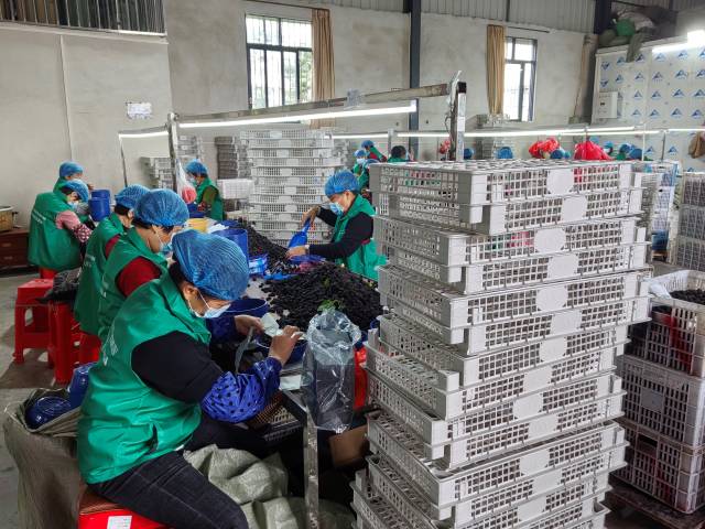 桑葚采摘旺季时,桑葚分拣工作可以吸附附近100多名村民在“家门口”就业。 桑葚采摘旺季时,桑葚分拣工作可以吸附附近100多名村民在“家门口”就业。