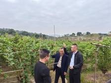 驻潮阳金灶镇工作队：开启订单农业2.0，擦亮桑葚“金招牌”丨驻在千镇万村⑩