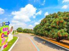 提升荔枝品质！遂溪开展荔枝质量安全“护航行动”