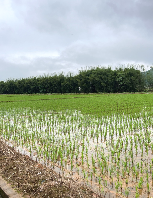 一六镇水稻制种基地 一六镇水稻制种基地
