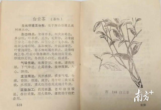 《百峰山草药》中的“白云茶”条目（台山市地方志办公室供图）