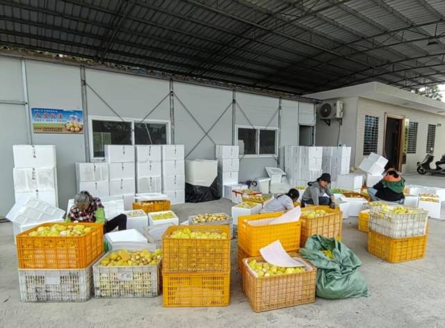 岭头村村民正在打包滞销的人参果。