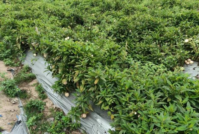 陈绍宏种植的人参果迎来大丰收