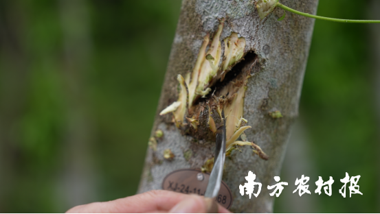 惠东县沉香协会会长周富有正在采香。