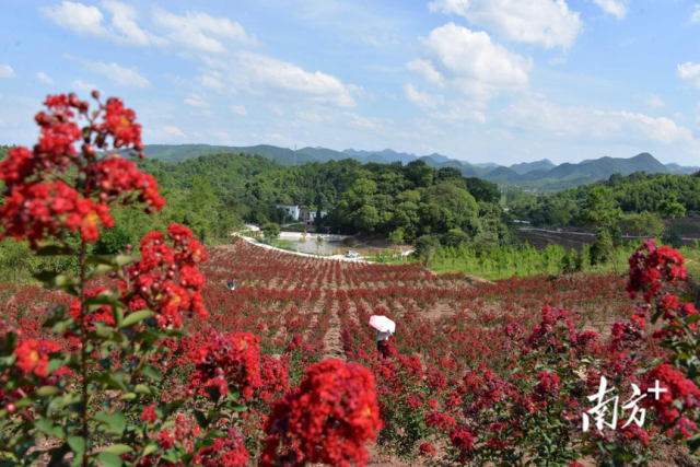 “五一”假期，跟着村歌游广东