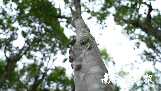 大富山沉香园区里，三十多万株沉香树蓬勃生长。
