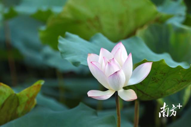 广州流花湖内，夏荷盛开。南方+记者 王俊涛 张令 刘力勤 摄