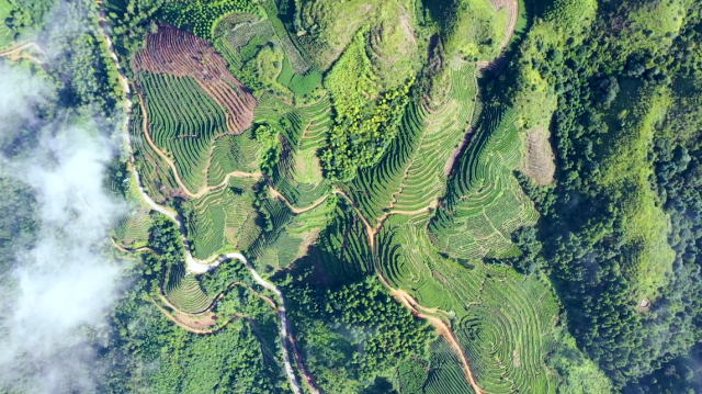 揭西县茶叶省级现代农业产业园