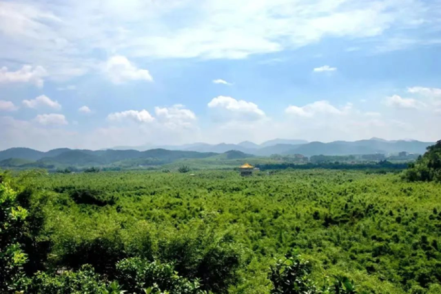 肇庆广宁竹海大观。　