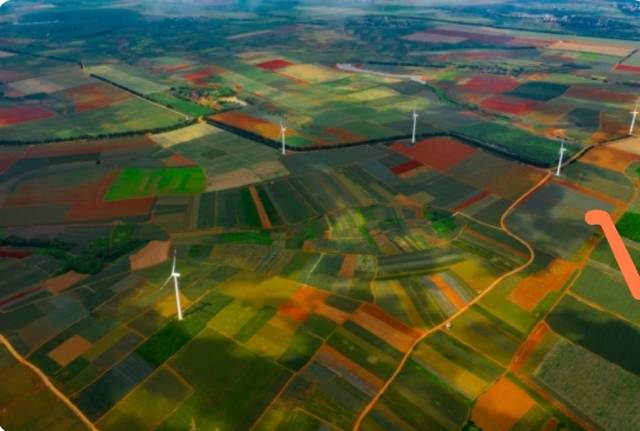 湛江徐闻“菠萝的海”