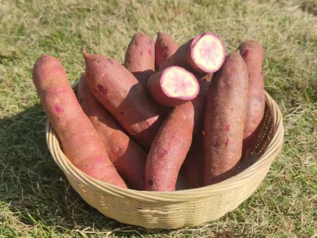 揭西一点红番薯成功入选2024年第二批“全国名特优新农产品”名单。