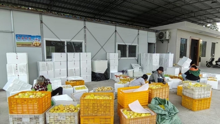 10天卖出7万斤人参果，助吴川新农人打开销路｜驻在千镇万村⑪