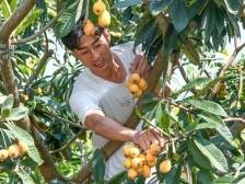 视频+图｜嗨枇一夏！梅江区城北镇群益村千亩枇杷采摘上市