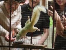 打造梅县文旅新IP！粤东首家松鼠主题乐园今日开园