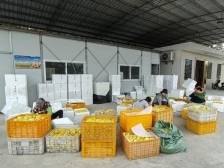 10天卖出7万斤人参果，助吴川新农人打开销路｜驻在千镇万村⑪