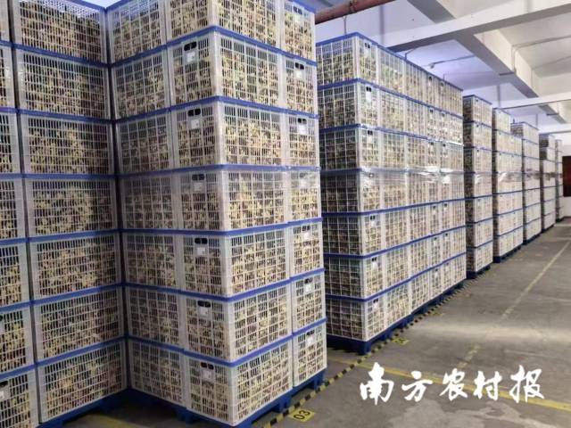 广东三片红健康产业有限公司的新会陈皮仓储。