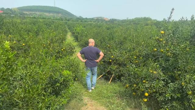 新会柑种植基地。 新会柑种植基地。